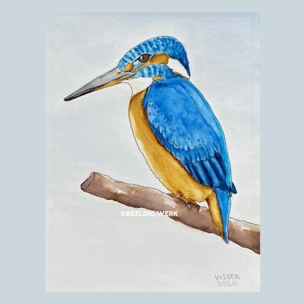 IJsvogel